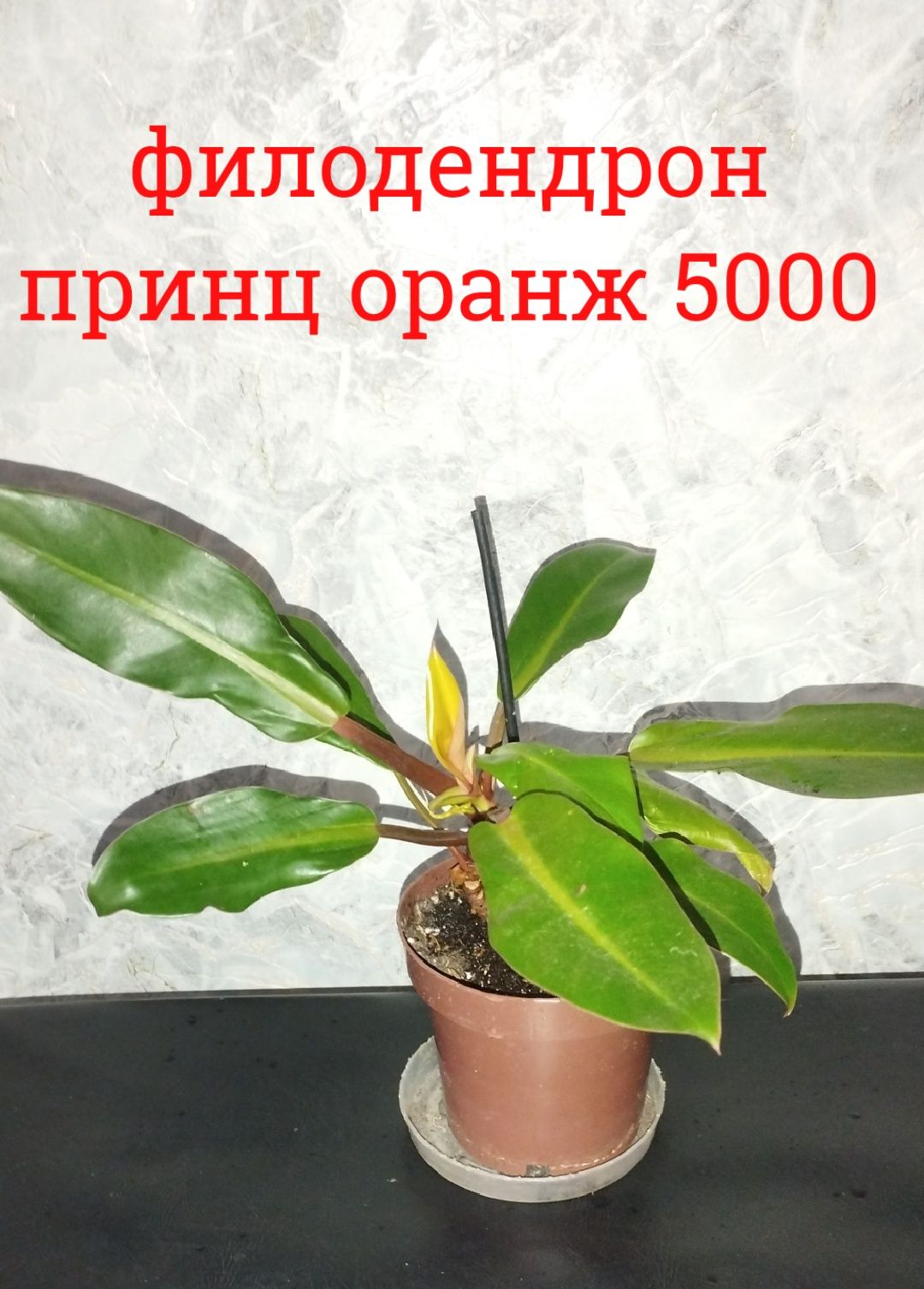 Филодендроны разные