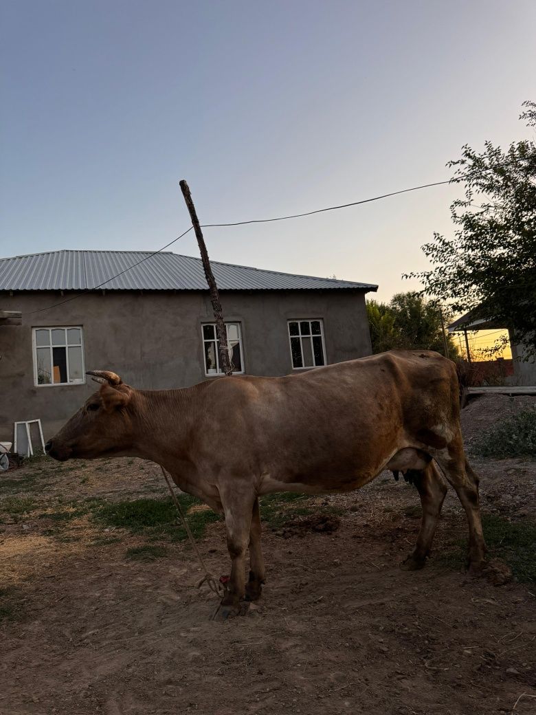 Продается корова