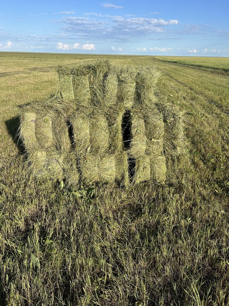 Продам сено. Шөп сатам