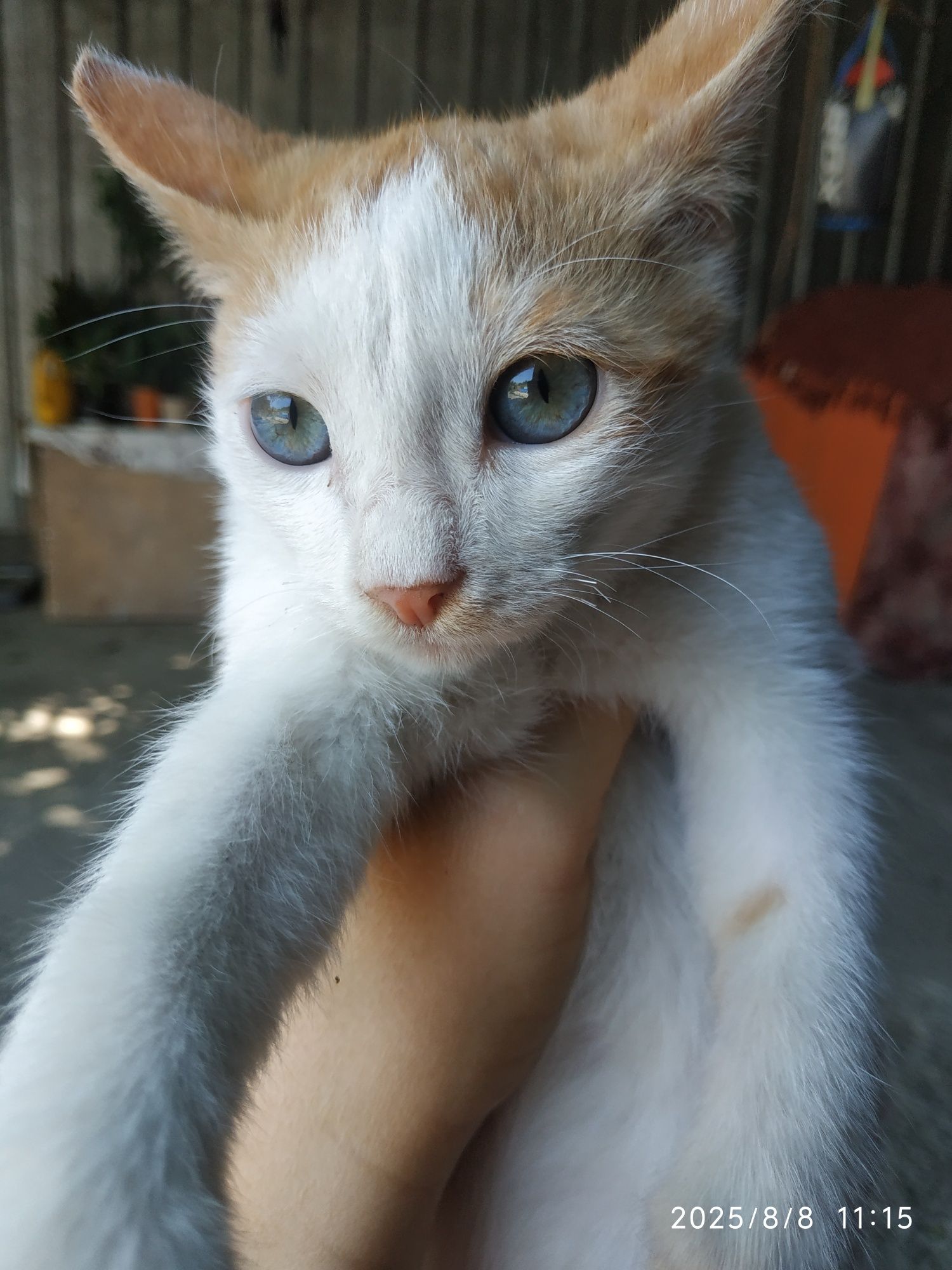 Рыжие котики (котята)