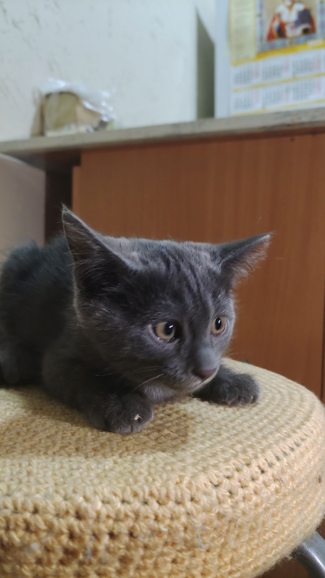 Отдам котёнка в добрые руки