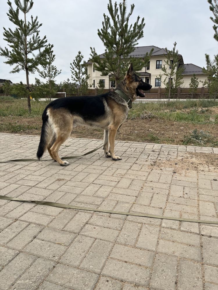 Вязка ВЕО