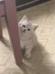 Очаровательный котёнок-шотландка, серебро!