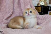 Шотландские котята скоттиш страйт, хайленд фолд, золотая шиншилл