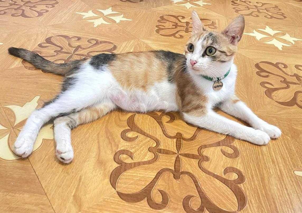 Кошка с котятами