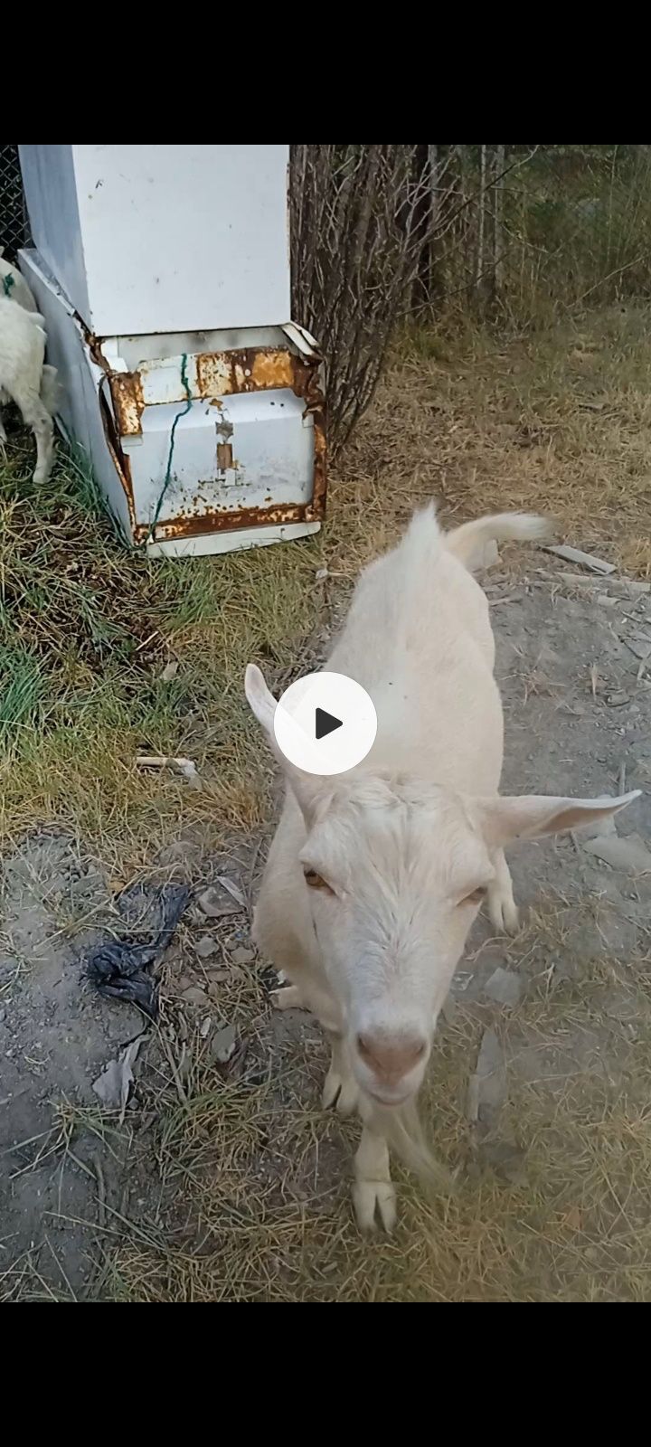 Ешкі сатам Бобровка да тур