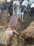 Продам токты кой