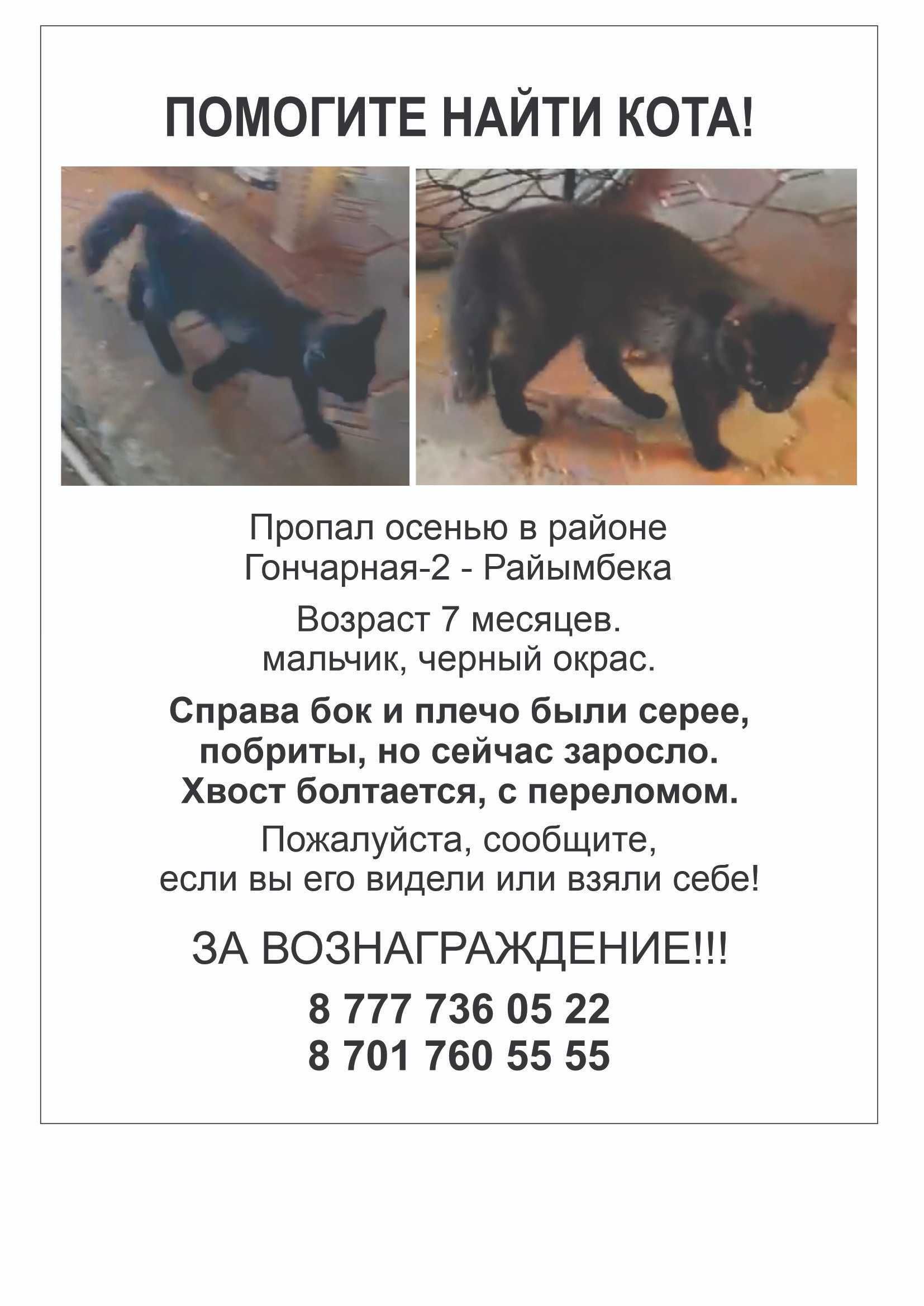 Пропал кот-подросток!!!