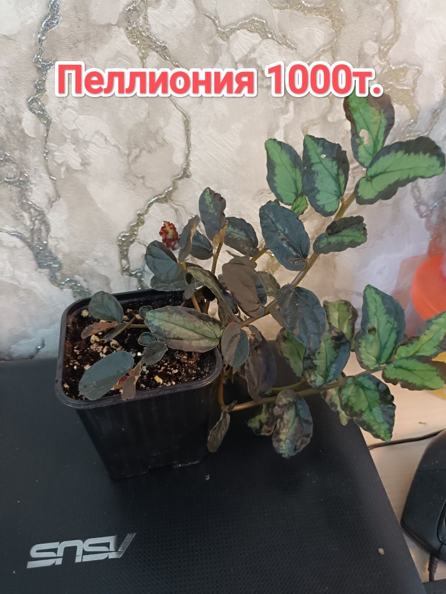 Комнатные цветочки кжби