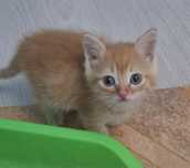 Рыжий котенок-мальчик в ответственные руки