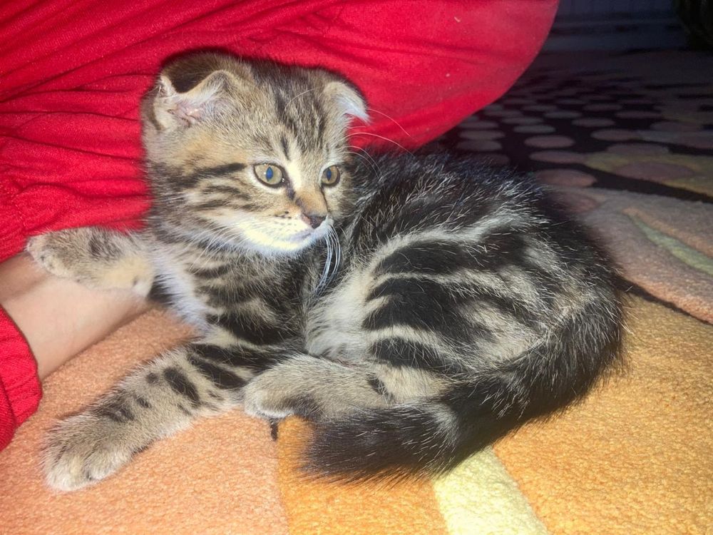 Вислоухие котята шотланские