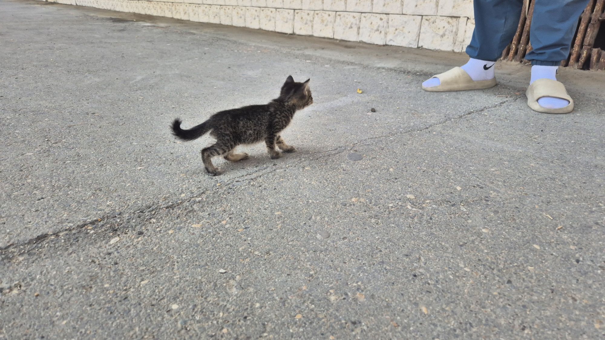 Котенок ищет добрые руки