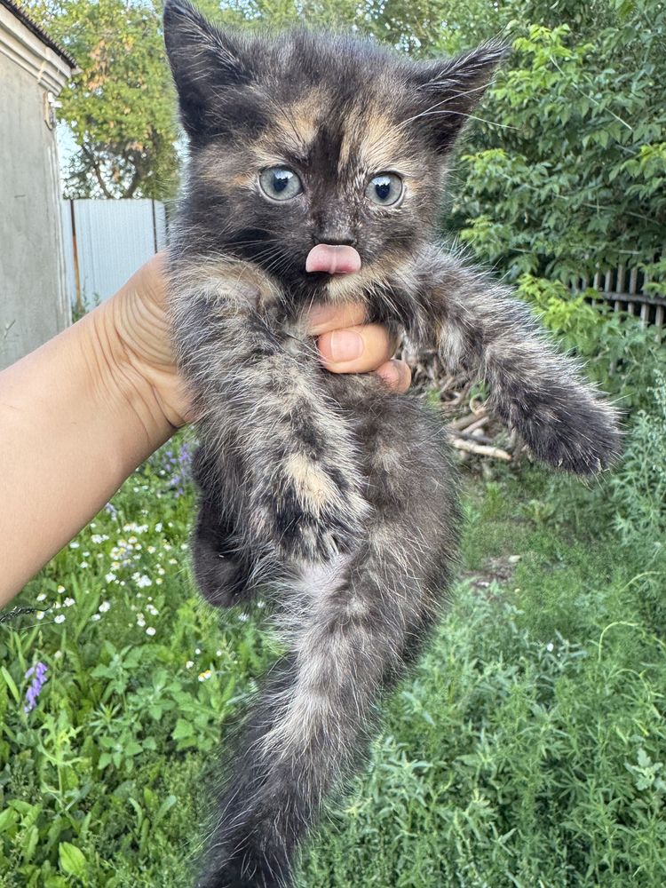 Красивые  котята в добрые руки