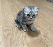 Котята вислоухие шотландские. Чистой породыразных расцветок
