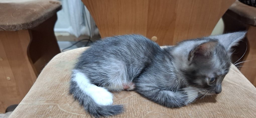 Отдам котят в добрые руки