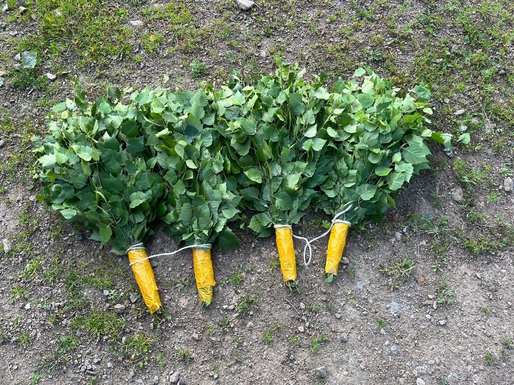 Продам березовые веники.