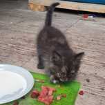 Отдадим котёнка в добрые руки