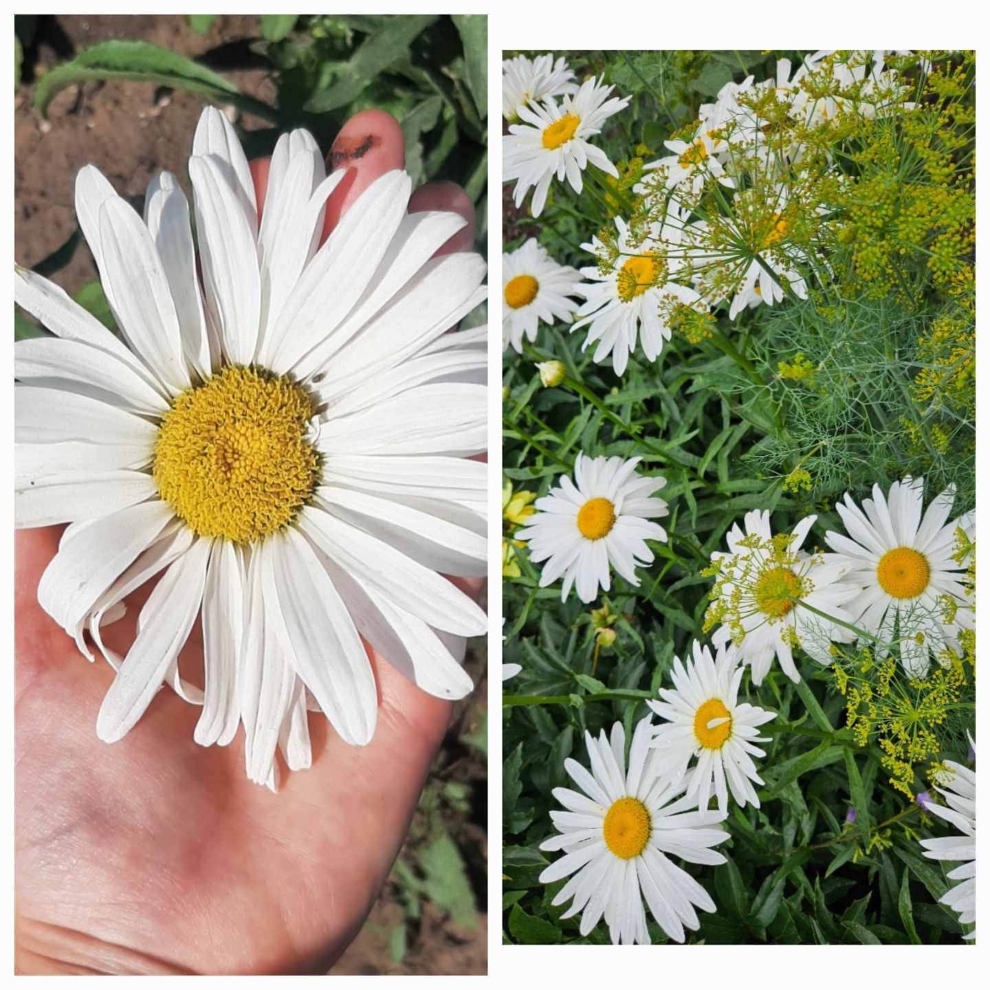 Продаю саженцы и цветы
