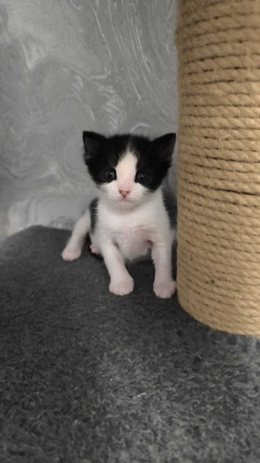 Отдадим котенка в добрые руки