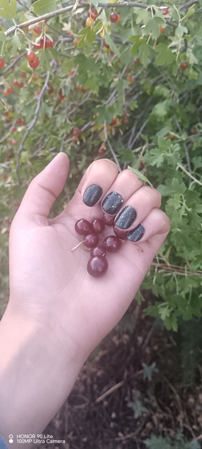 Смородина лесная