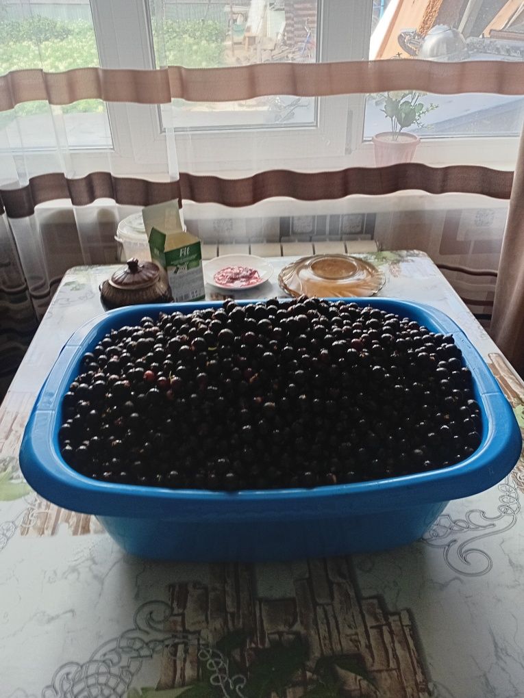 Продам смородину.