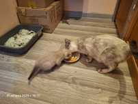Сиамские котята  приученные