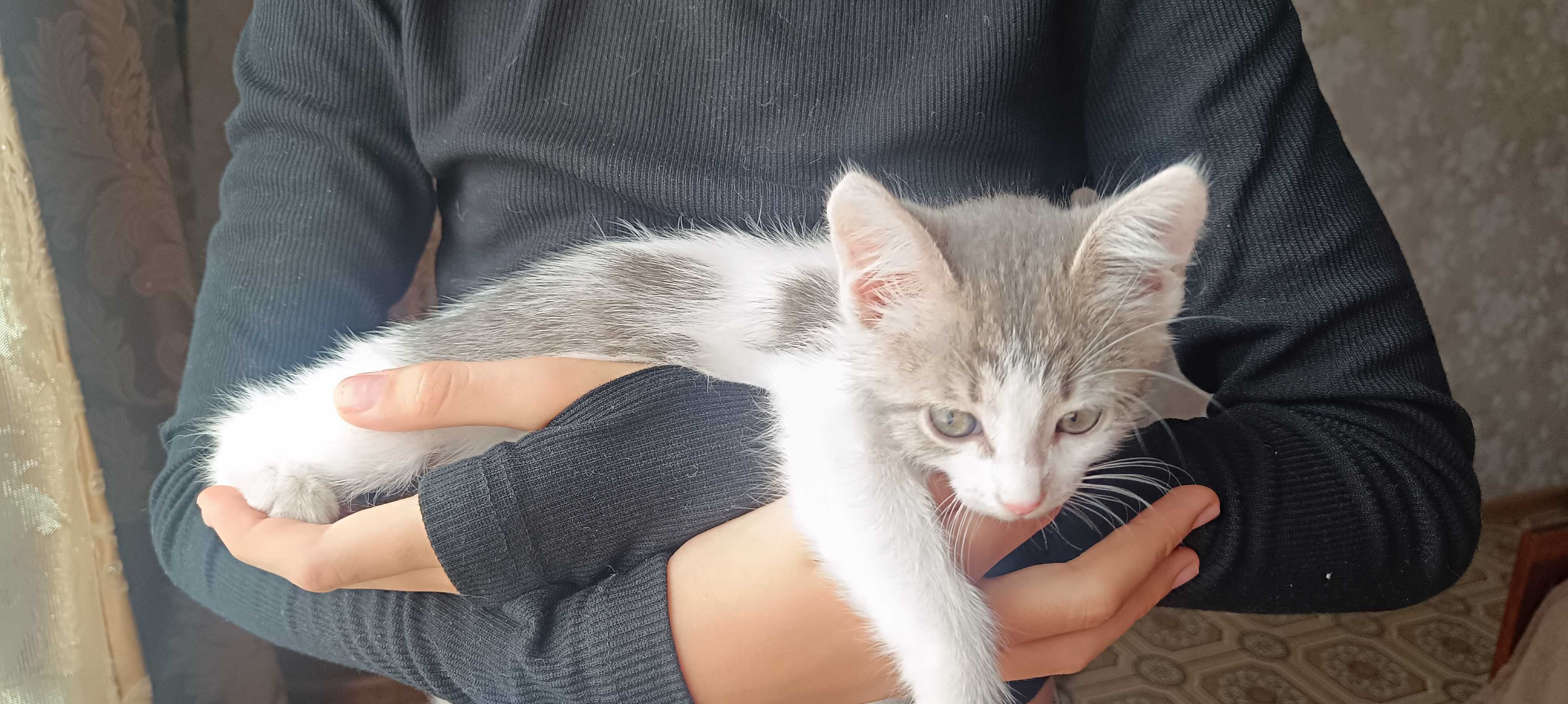 Котенок в добрые руки