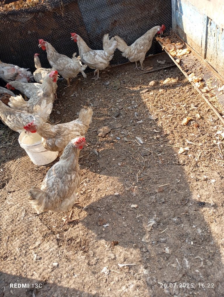Продам курей нисушак