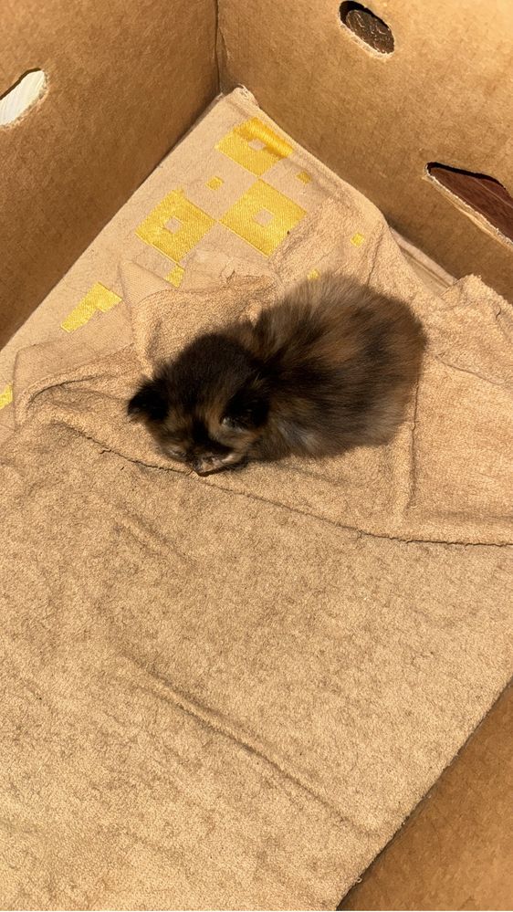 Маленькие котята