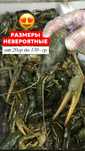 Жтвые раки! Размеры невероятные! Мясистые!