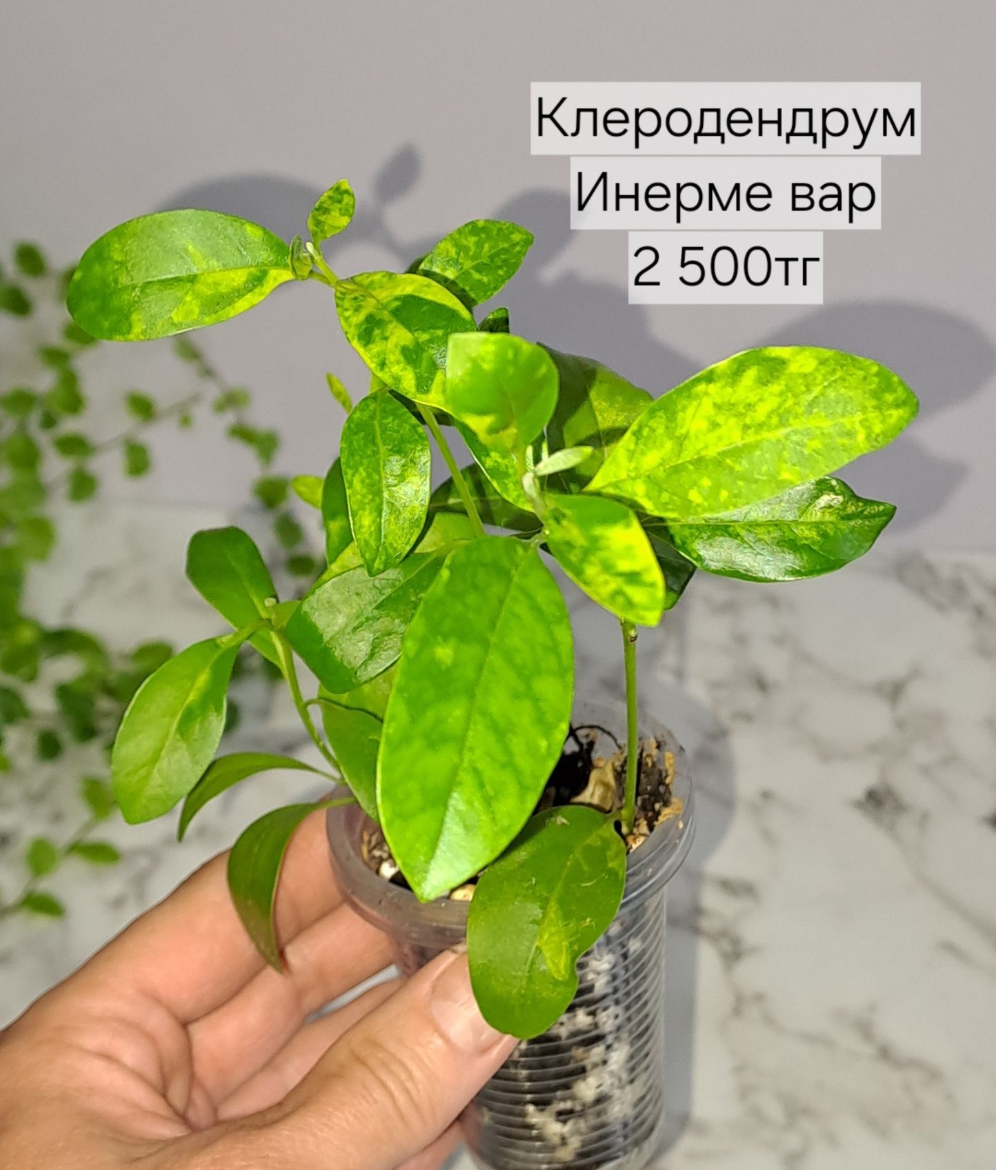 Комнатные растения, отправляю по всему Казахстану