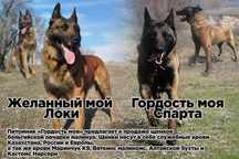 Щенки малинуа из питомника