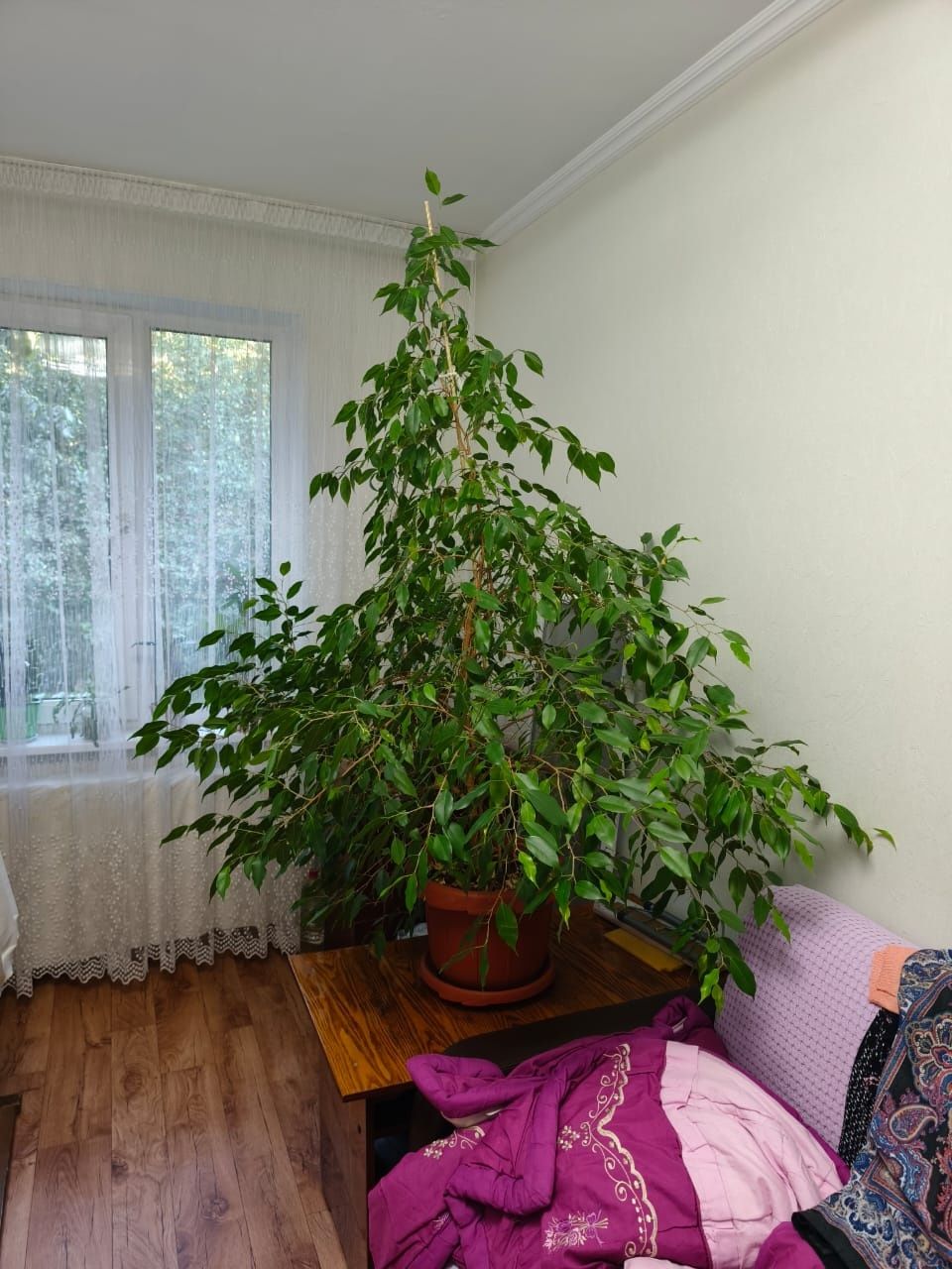 Кустарник домашний. Фикус Бенджамин.  Ухоженный, активно растущий.