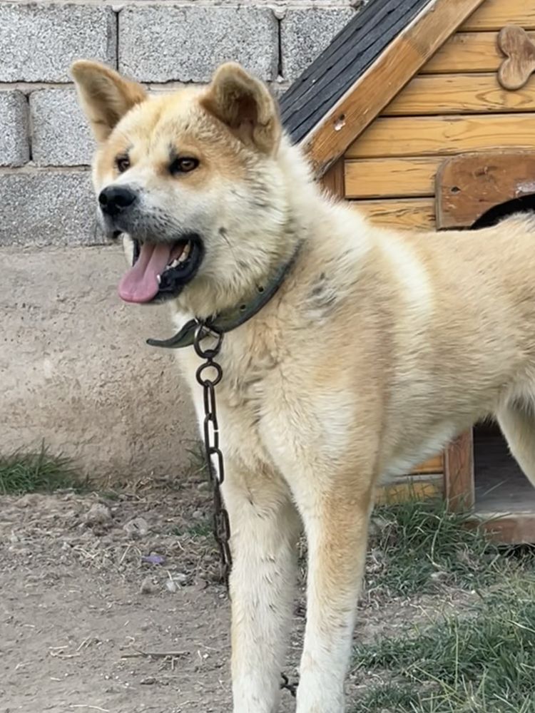 Хатико сатылады срочно