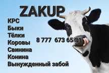 Крупно рогатый скот