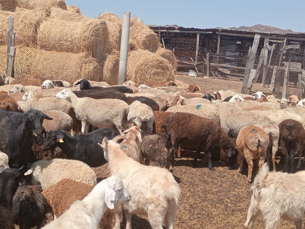 Продам овец и коз(ешкі) для разведение в хозяйстве