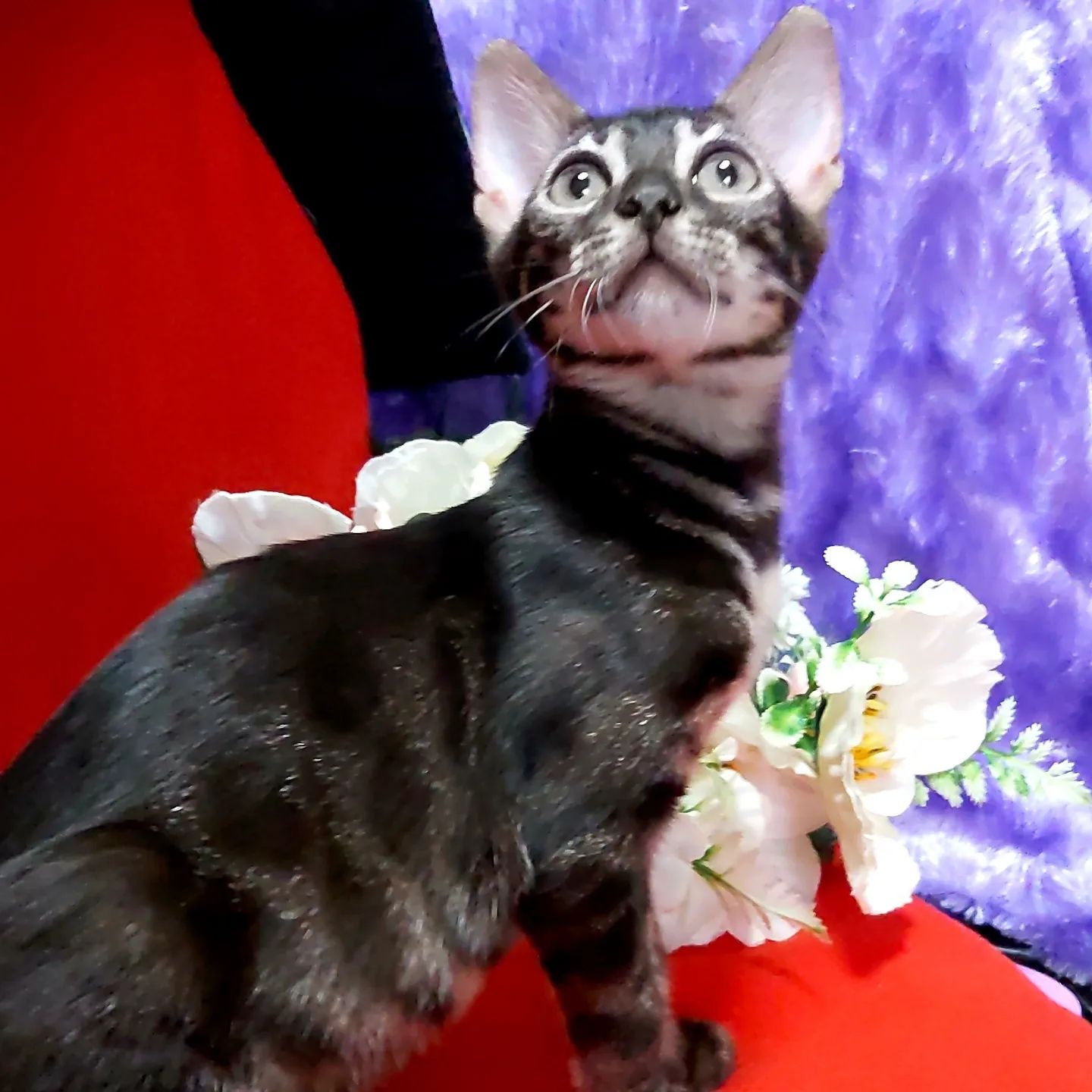 Lux Bengal cats. ЧЕРНЫЕ бенгалы