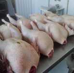 Продам мясо домашних индюков гусей уток индауток бройлер