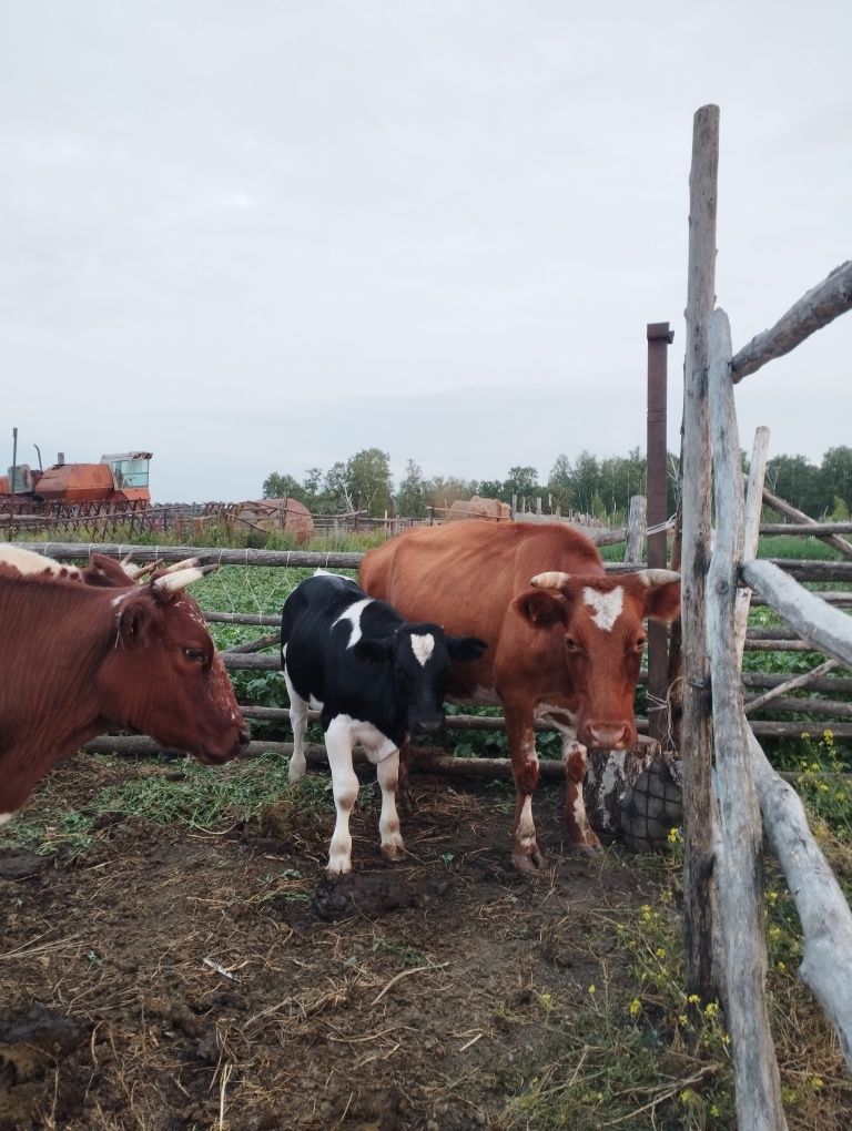 Продам коровы с телятами