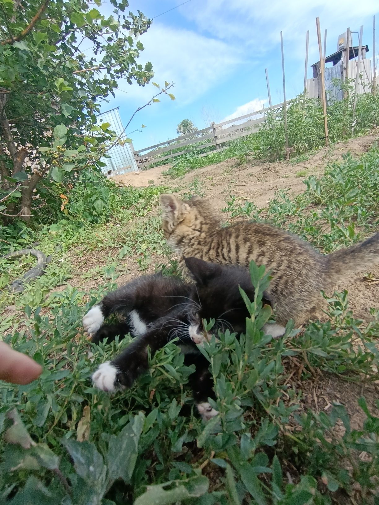 отдам котят в добрые руки
