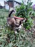 Отдаю котят в добрые руки, Девочки
