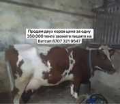 Продам двух молочных коров