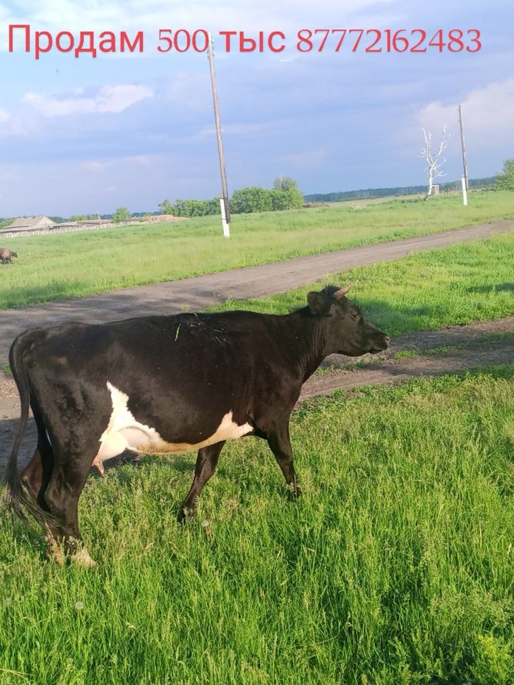 Продам коров.Пишите только на вацап
