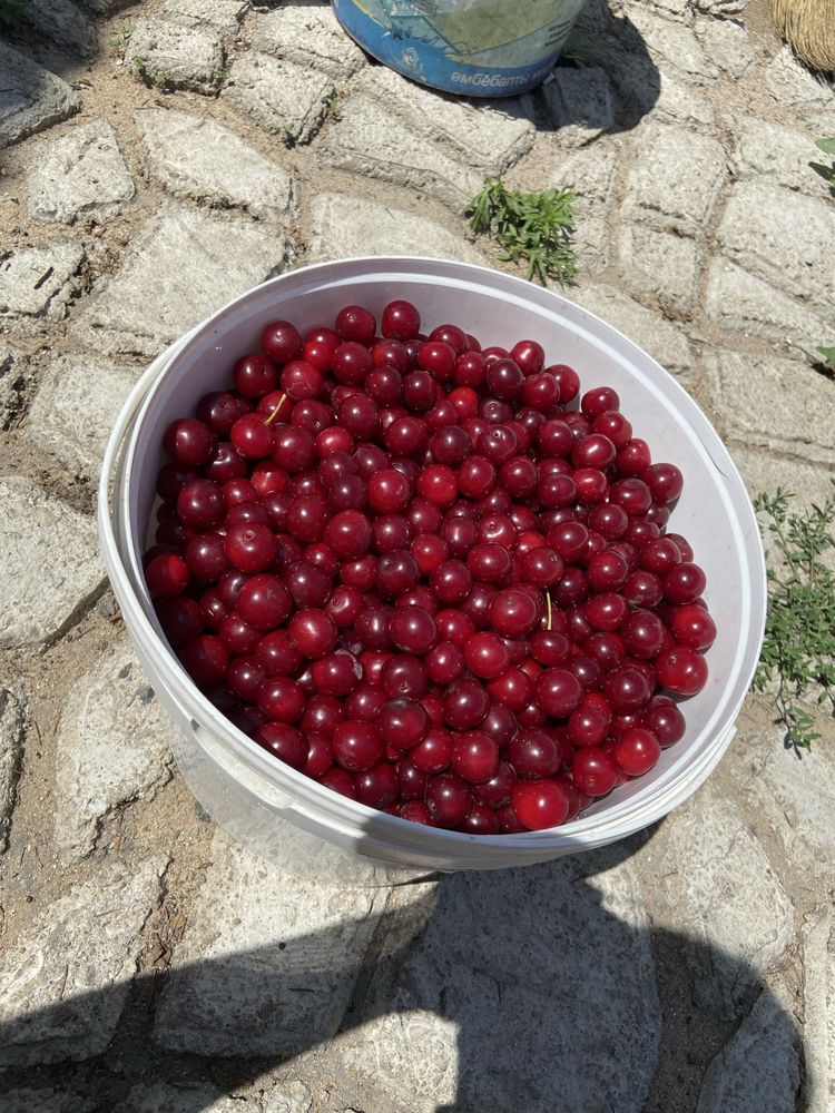 Вишня домашняя крупная