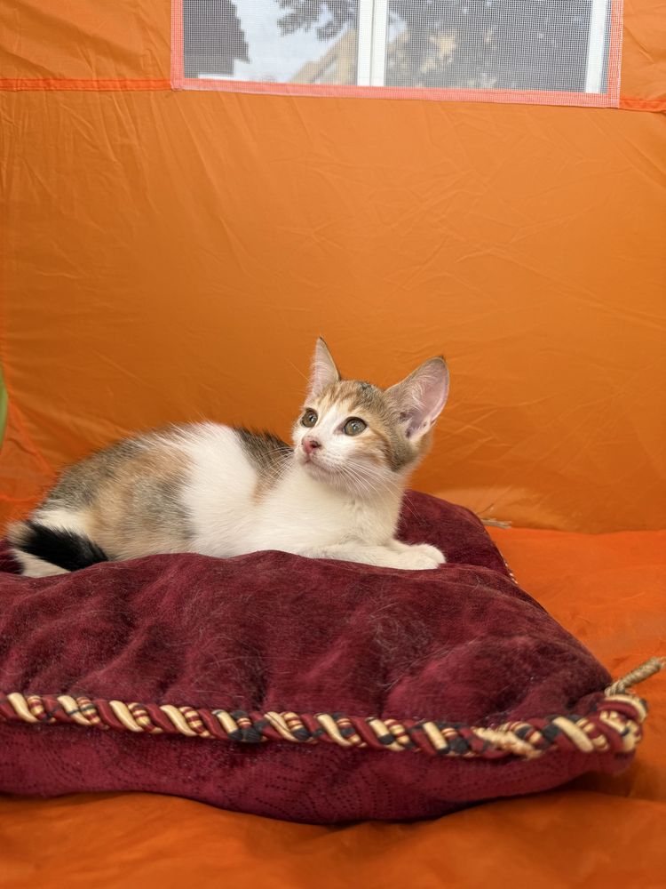Котенок 2.5 месяца