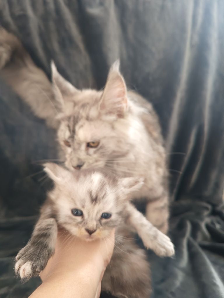 Шикарные котята Мейн Куна в редком окрасе