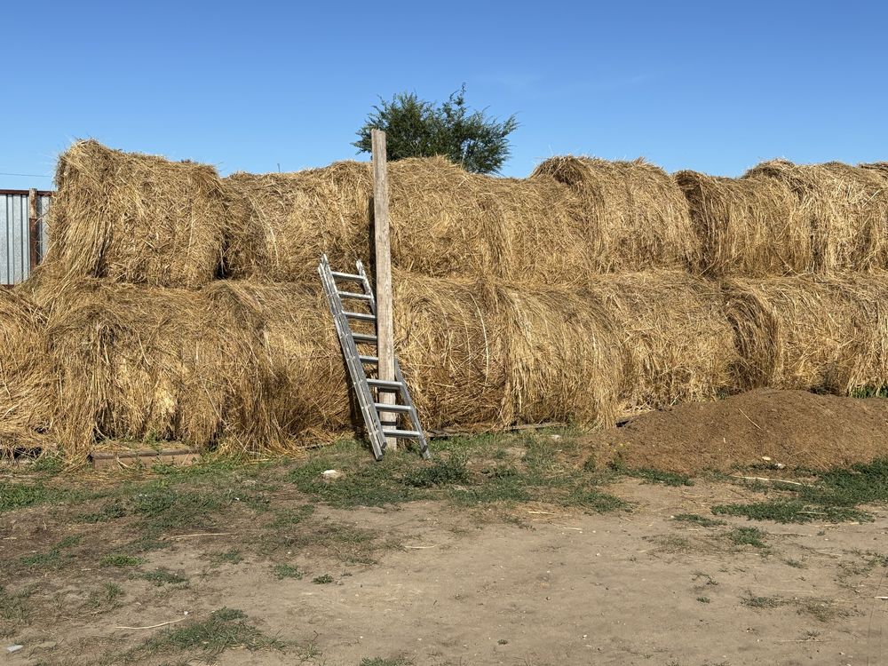 Продам сено Житняк Люцерна