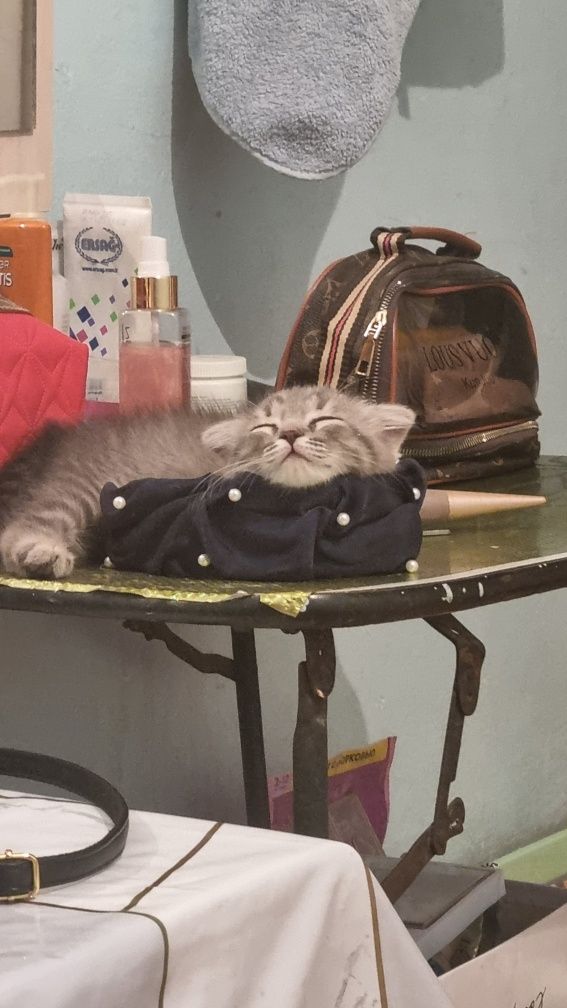 Продаётся кот молодой и котёнок