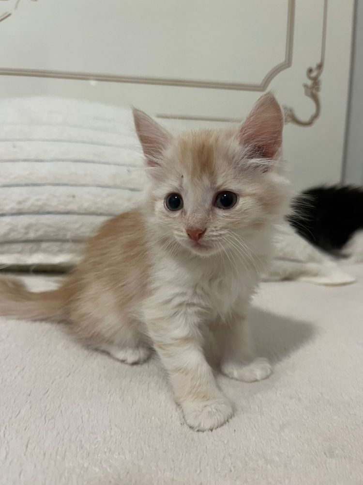 котенок.