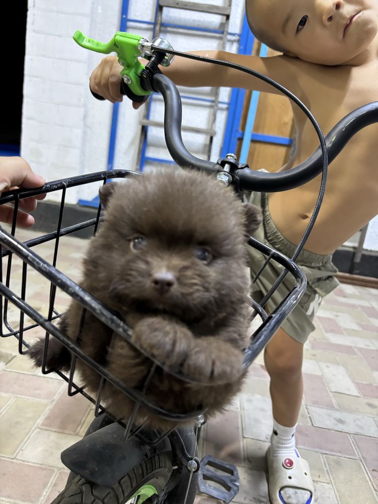 продам собаку шпиц